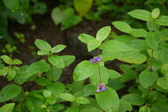 Neuracanthus sphaerostachys